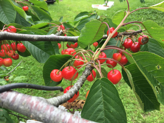 さくらんぼ 1kg 贈答用食べ比べ詰め合わせパック